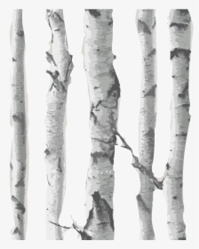 Transparent Birch Tree Clipart - Birch Tree Transparent Background, HD Png Download, Transparent PNG