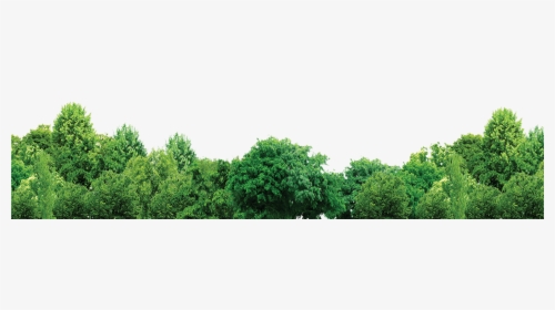 Tree Forest Trees Free Hd Image - Transparent Background Trees Png, Png Download, Transparent PNG