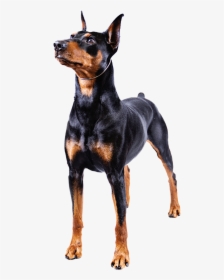 Big Dogs With Short Tails, HD Png Download, Transparent PNG