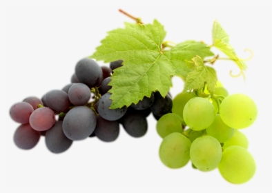 Transparent Clipart Image Grapes Png Black And Green - Grapes Bunch Transparent, Png Download, Transparent PNG