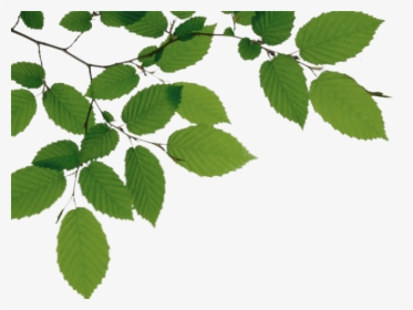 Birch Clipart Branch Leave - Branches And Leaves Png, Transparent Png, Transparent PNG