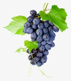 Black Grapes Png High-quality Image - Bunch Of Grapes Png, Transparent Png, Transparent PNG