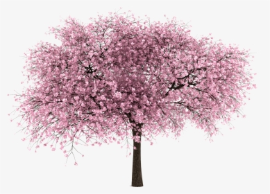 Cherry Blossom Tree Transparent, HD Png Download, Transparent PNG