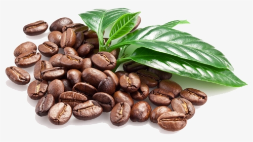 Download Coffee Beans Png Image - Coffee Bean Png File, Transparent Png, Transparent PNG