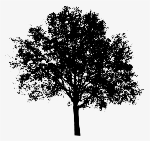 Tree Shadow Png - Silhouette Tree Vector Png, Transparent Png, Transparent PNG