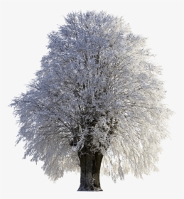 Tree, Winter, Wintry, Snow, Cold, Frost, Png, Frozen - Winter Trees Snow Png, Transparent Png, Transparent PNG