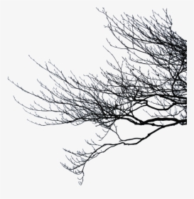 Dead Tree Branches Png, Transparent Png, Transparent PNG