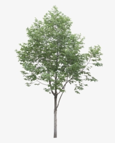 Tree,plant,woody Plant,canoe Birch,leaf,flowering Plant,birch,plane,swamp - Tree Png High Res, Transparent Png, Transparent PNG