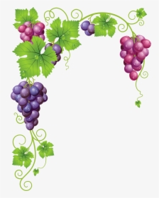 Transparent Grapes Png - Clipart Grape Vines, Png Download, Transparent PNG