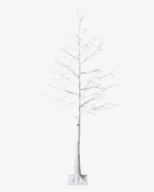 Decorative Tree Tobby Tree - Pond Pine, HD Png Download, Transparent PNG