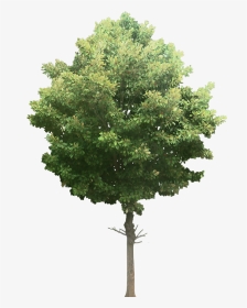 Transparent Watercolor Plant Png - One Tonne Carbon Tree, Png Download, Transparent PNG