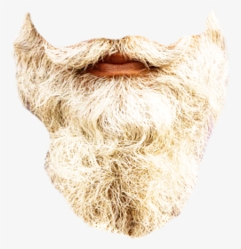 #beard #realistic #gray #long #madewithpicsart Op Courtesy - Snout, HD Png Download, Transparent PNG