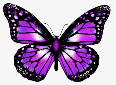 Purple Butterfly Transparent Background, HD Png Download, Transparent PNG