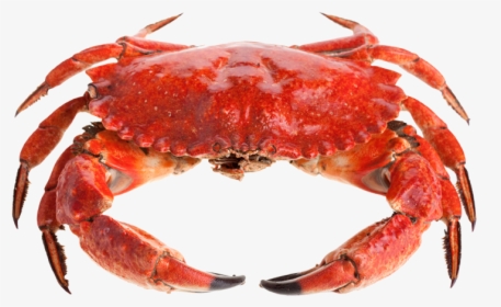 Sebastian A Lobster Or A Crab, HD Png Download, Transparent PNG