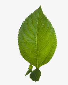 Leaf Png Hd - Continental X King Racesport Black Chili Silver, Transparent Png, Transparent PNG