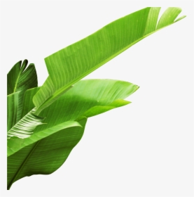 Banana Leaves Png Download - Transparent Background Banana Leaves Png, Png Download, Transparent PNG