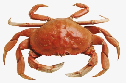 Christmas Island Red Crab - Crab Png, Transparent Png, Transparent PNG