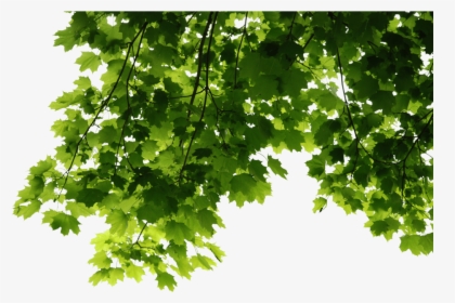 Leaves Corner - Transparent Tree Leaves Png, Png Download, Transparent PNG