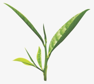 Tea Leaf Png - Green Tea Leaf Png, Transparent Png, Transparent PNG