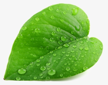 Green Leaf Png - Single Green Leaf Png, Transparent Png, Transparent PNG