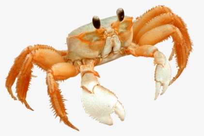Transparent Little Mermaid Sebastian Png - Freshwater Crab, Png Download, Transparent PNG