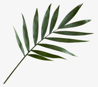 Green Palm Leaf Png, Transparent Png, Transparent PNG