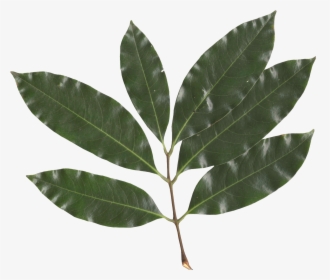 Litchi Chinensis Leaf - Lychee Fruit Tree Leaf, HD Png Download, Transparent PNG