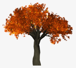 Tree, Leaves, Autumn, Fall, Branches, Isolated, Nature, HD Png Download, Transparent PNG