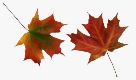 Autumn Leaves, HD Png Download, Transparent PNG