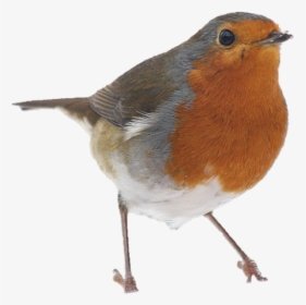 Picture1robin, HD Png Download, Transparent PNG