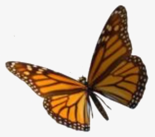 Image, HD Png Download, Transparent PNG