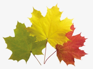 Autumn Png, Transparent Png, Transparent PNG