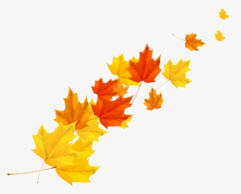 Maple Tree Leaf Png Image Free Download Searchpng, Transparent Png, Transparent PNG