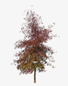 Autumn Pngs, Transparent Png, Transparent PNG