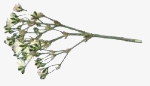 Image, HD Png Download, Transparent PNG