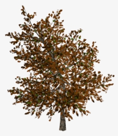 Autumn Pngs, Transparent Png, Transparent PNG