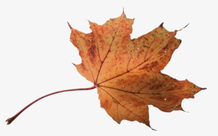 Autumn Pngs, Transparent Png, Transparent PNG