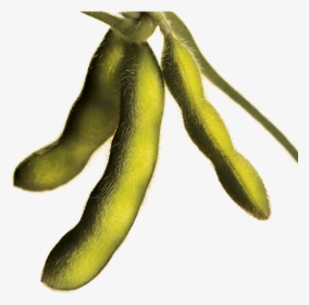 Clip Art Pictures Of Soybeans, HD Png Download, Transparent PNG