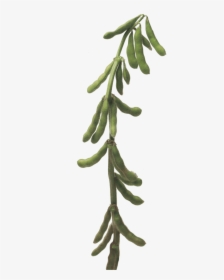 Soybean Stalk, HD Png Download, Transparent PNG
