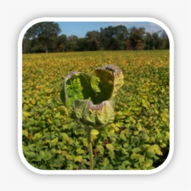 Herbicide-damaged Soybeans From Dicamba Drift, HD Png Download, Transparent PNG