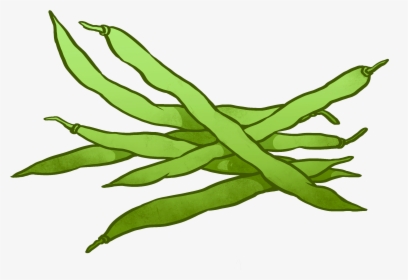 String Beans Drawing At, HD Png Download, Transparent PNG