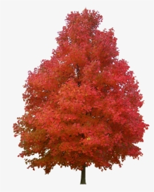 Autumn Pngs, Transparent Png, Transparent PNG