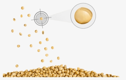 Soybeans Png, Transparent Png, Transparent PNG