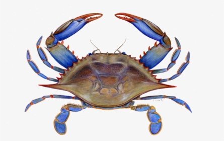Maryland Blue Crab Clipart, HD Png Download, Transparent PNG