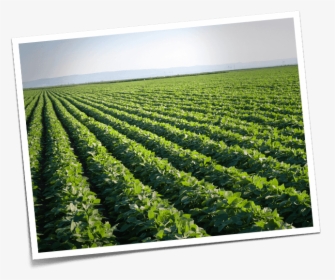 Kidney Beans On Field, HD Png Download, Transparent PNG