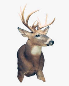 Elk, HD Png Download, Transparent PNG