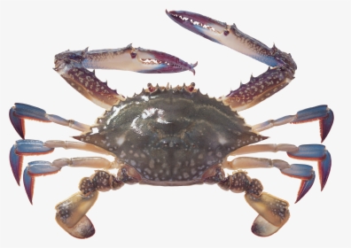 Transparent Crabs Clipart - Blue Crab Transparent Background, HD Png Download, Transparent PNG