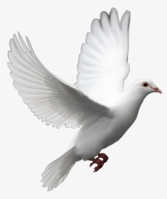 Cut Out Flying Bird Model - Png Transparent Background White, Png Download, Transparent PNG