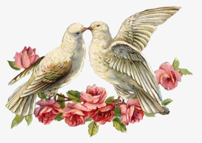 Transparent Dove - Dove For Wedding Png, Png Download, Transparent PNG