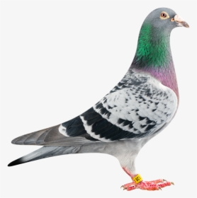 Pigeon Transparent Png - Racing Pigeon Png Transparent, Png Download, Transparent PNG